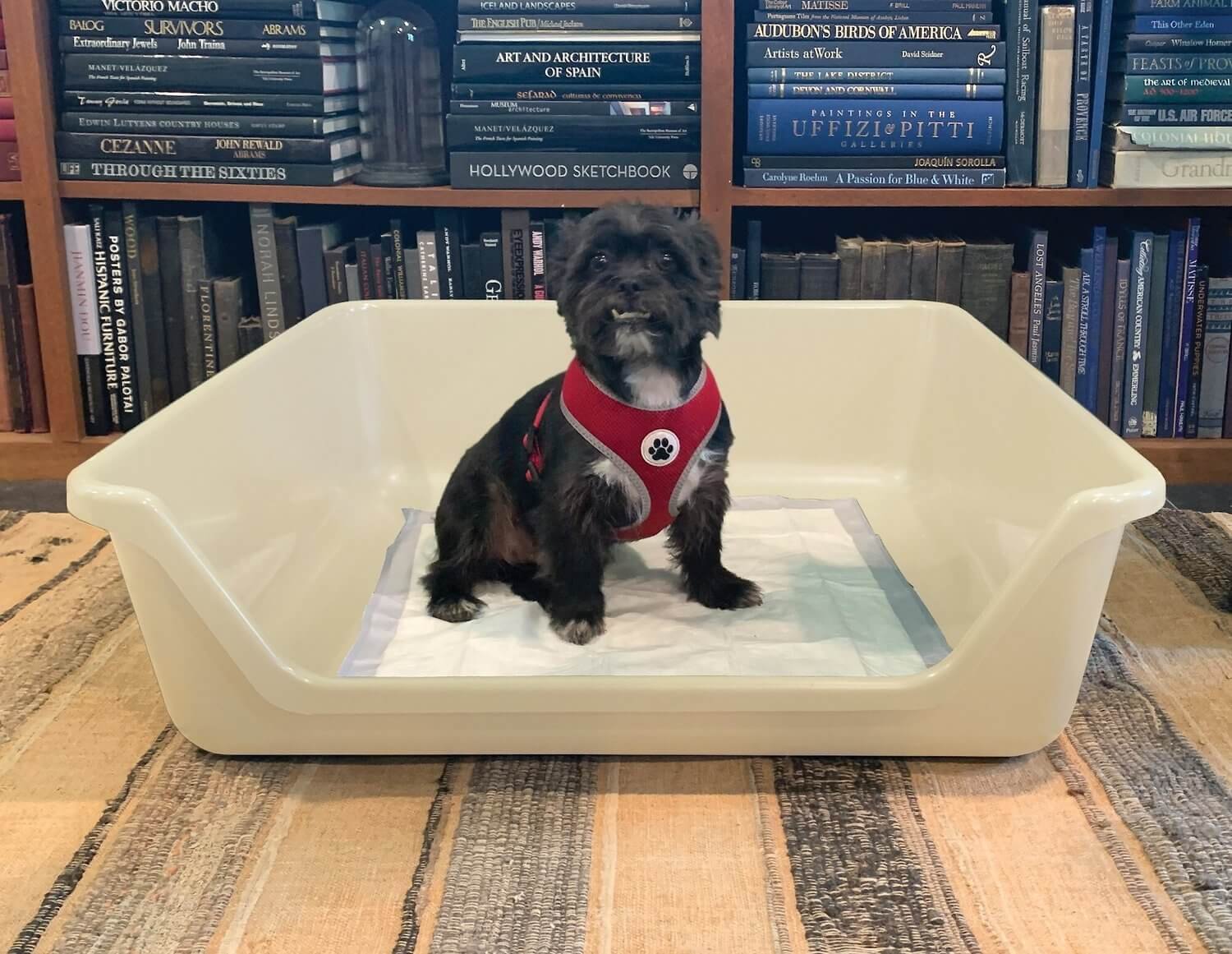 5 Benefits of Using Indoor Dog Potties