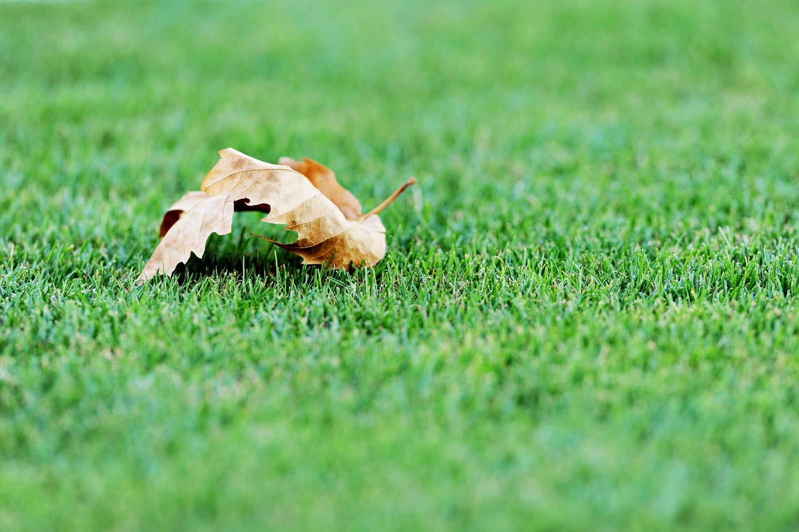 Will artificial grass suit a balcony or not?