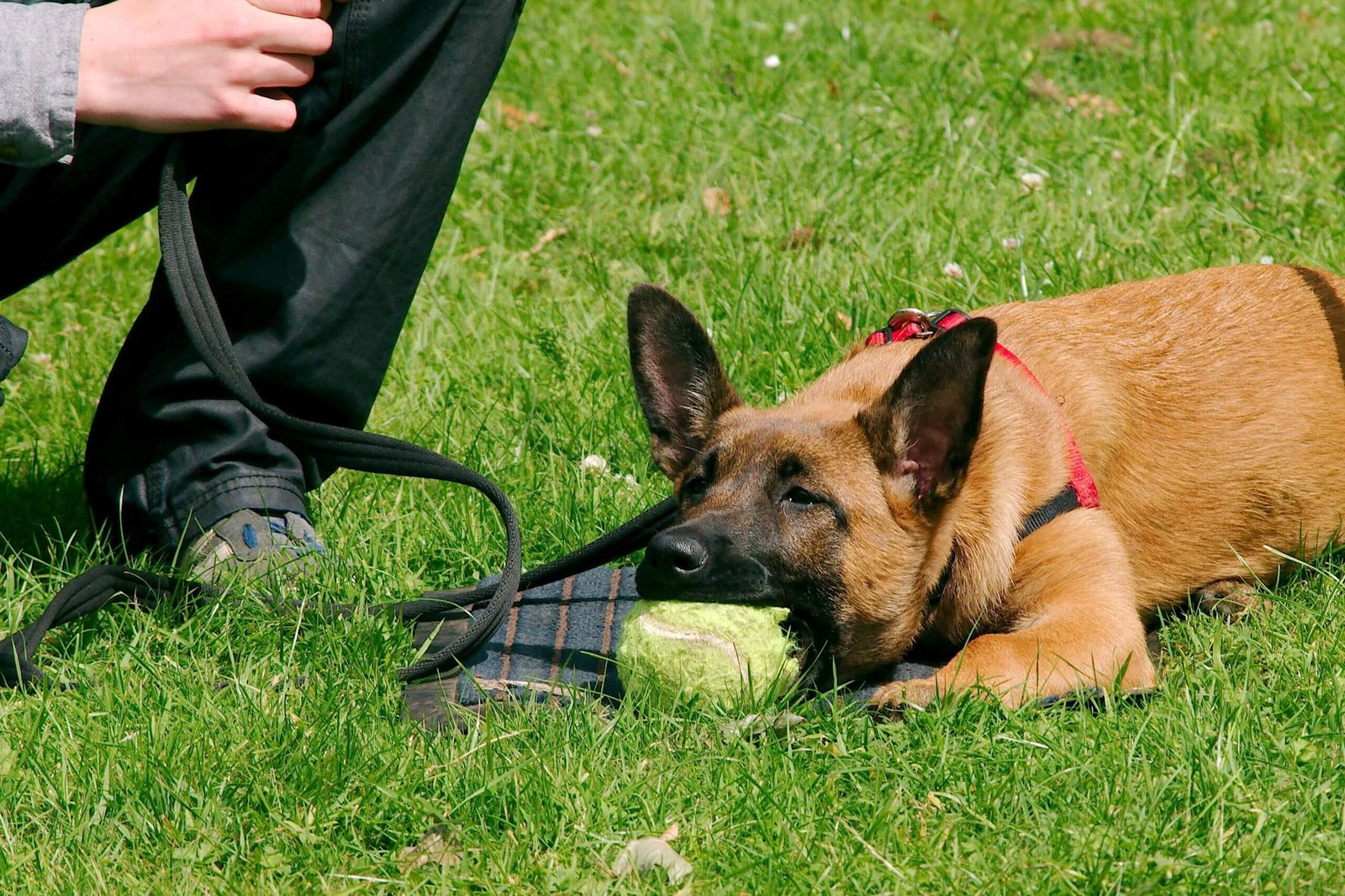 Dog Training: Obedience Training for Dogs