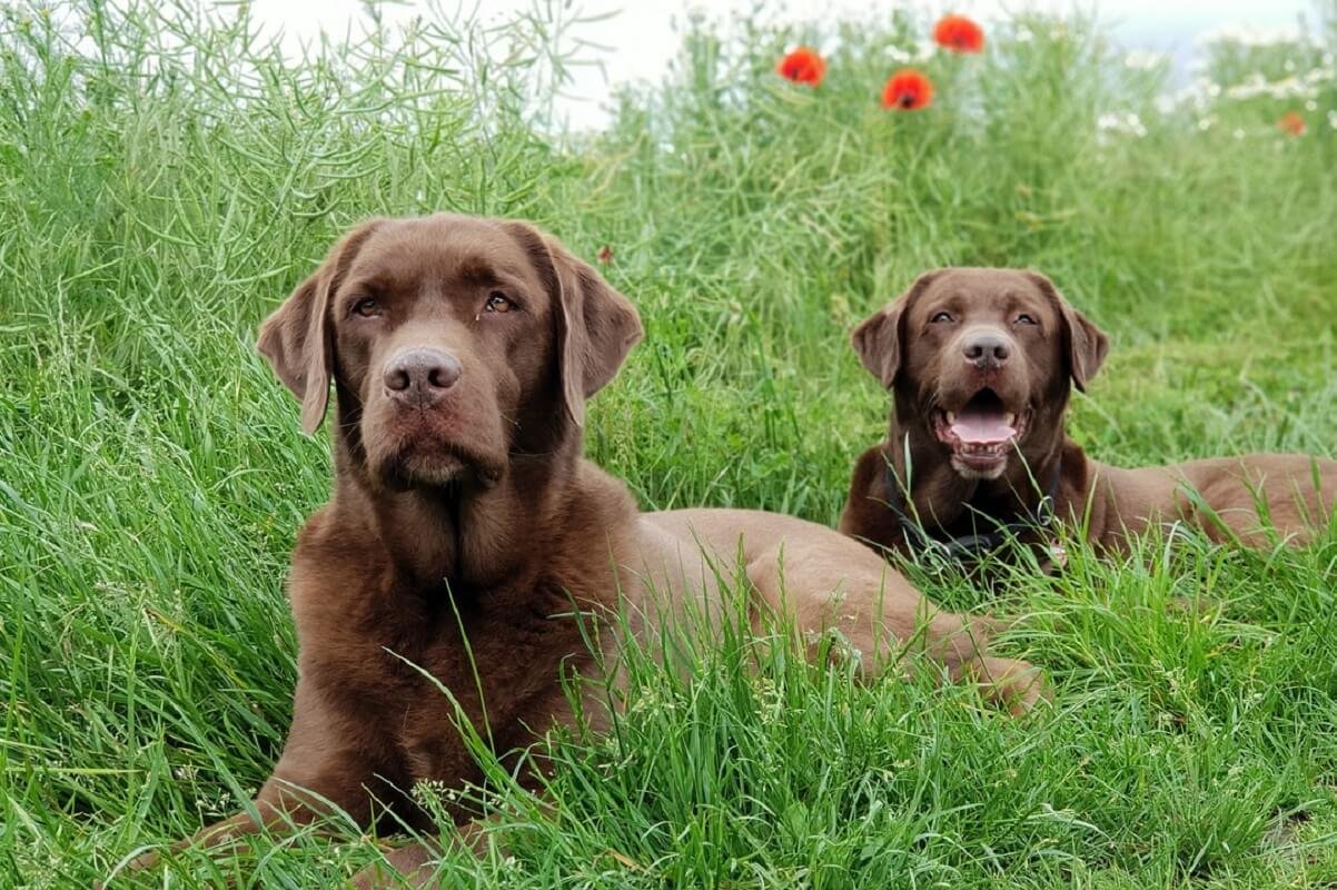 Why do we need to choose fake grass pads for dogs?