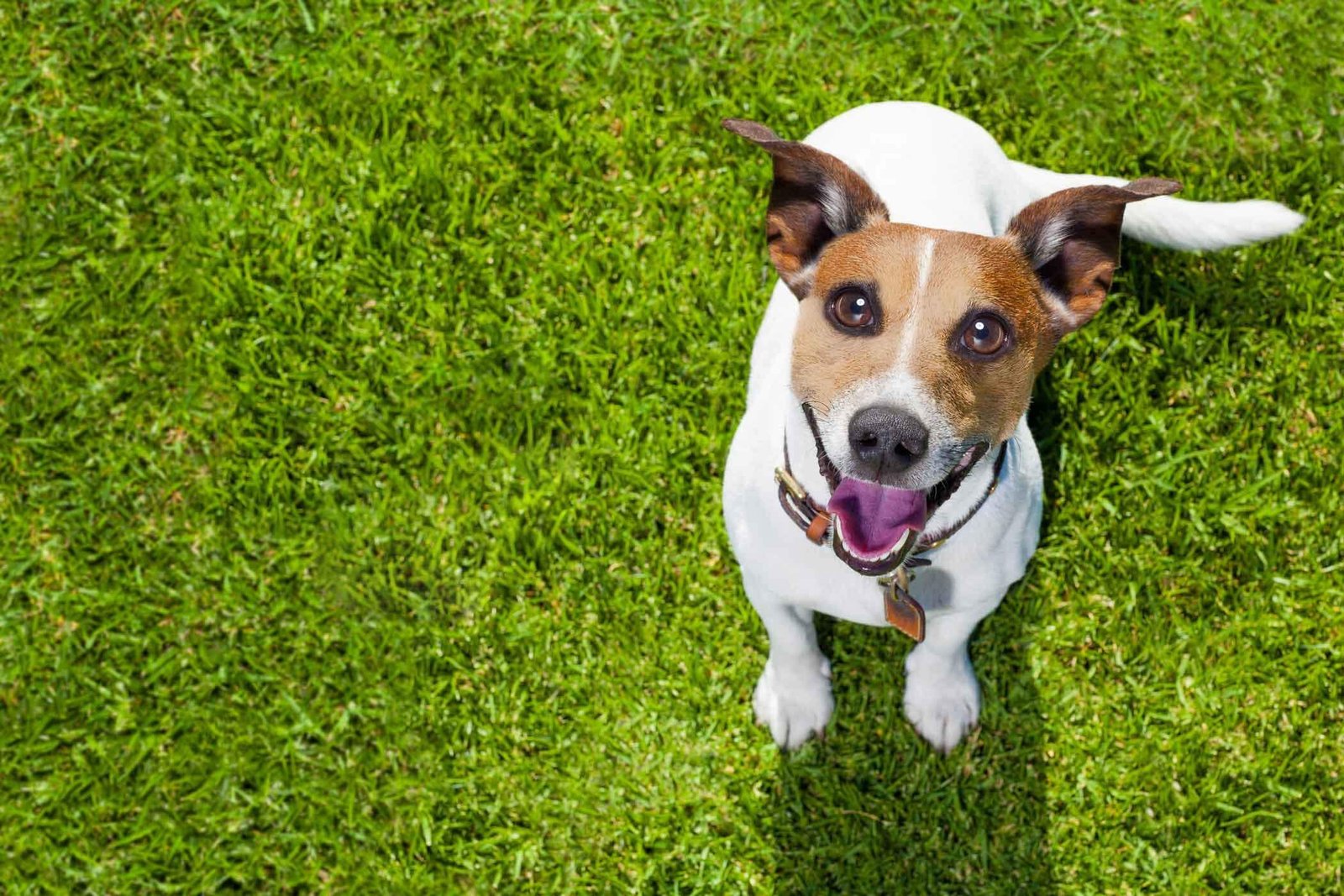 Why is it easier to train dogs using grass pads?