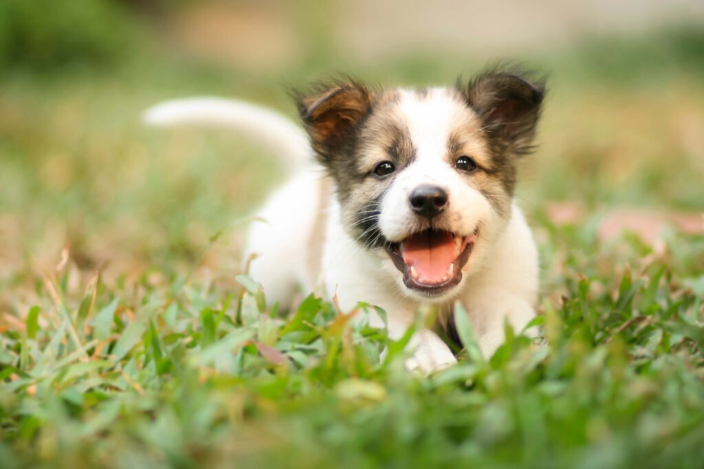 Real Grass Versus Artificial Grass for Four-Legged Family Members