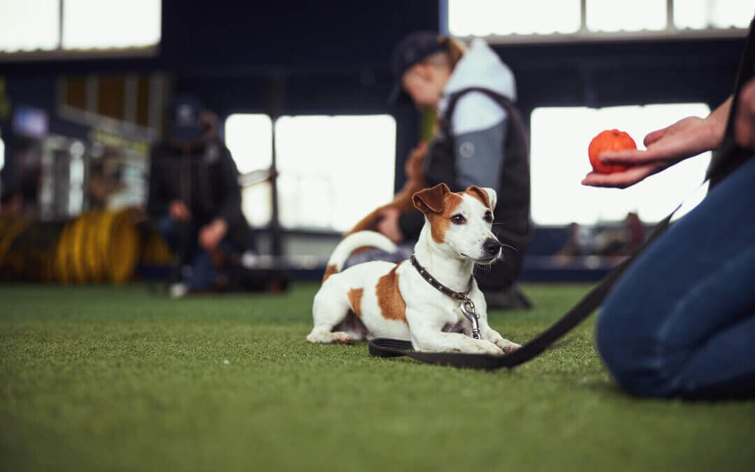 Why is it easier to train dogs using grass pads?