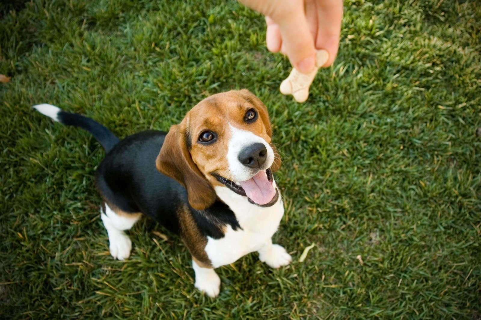 Real Grass Versus Artificial Grass for Four-Legged Family Members