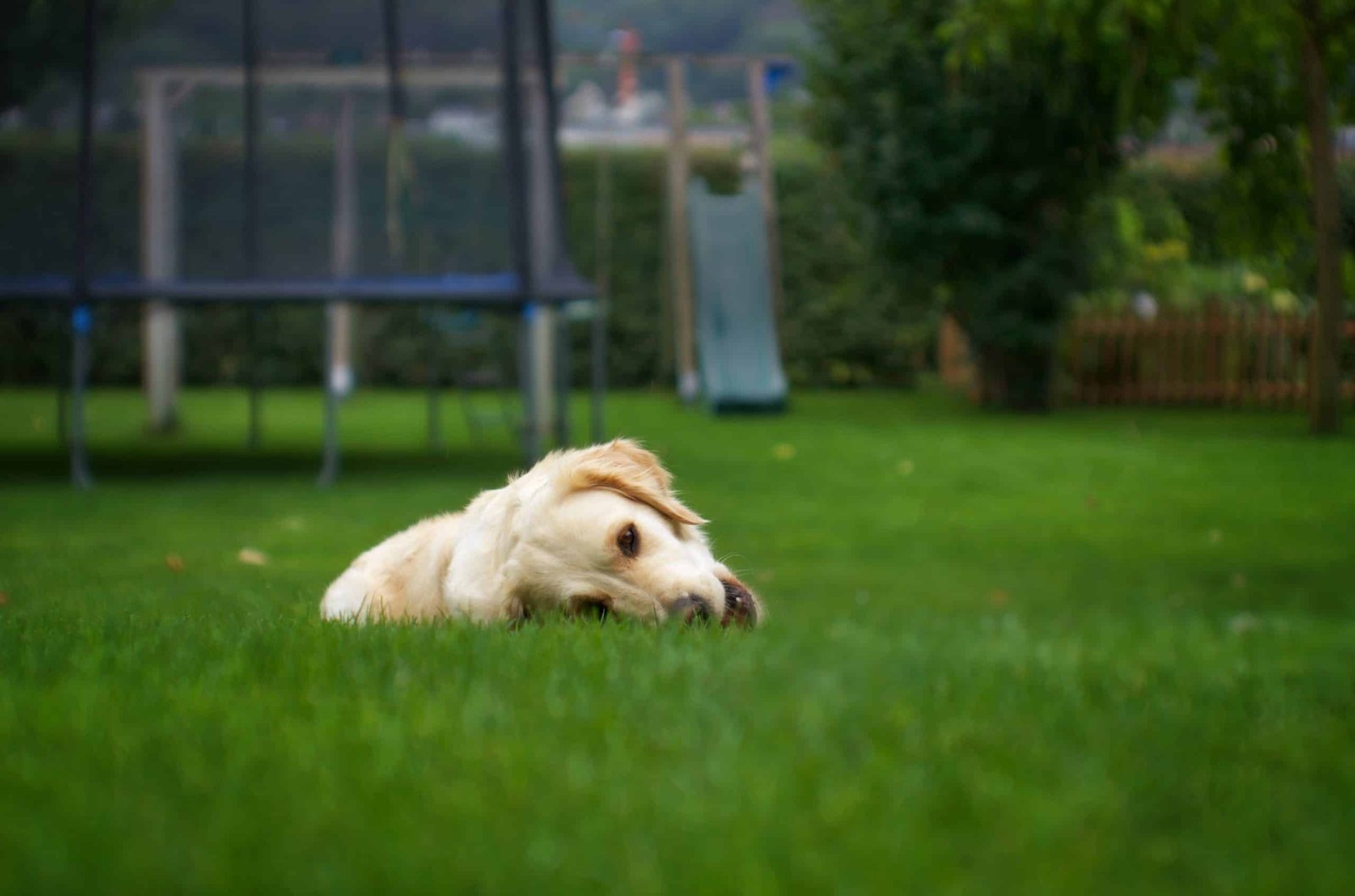 Why Grass is Better Than Other Potty Solutions