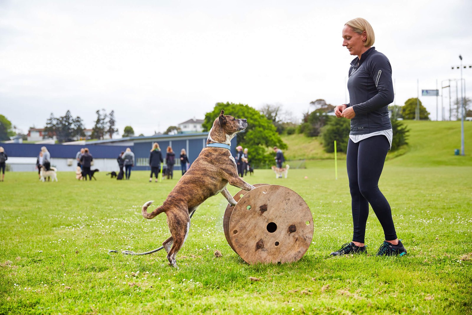 How and when should I start training my puppy?