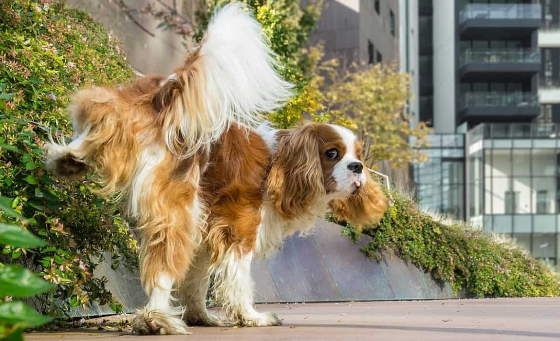 5 Benefits of Using Indoor Dog Potties