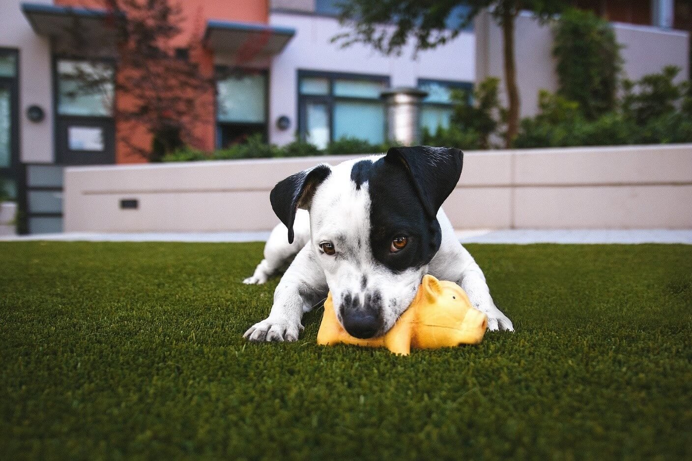 Why is it easier to train dogs using grass pads?