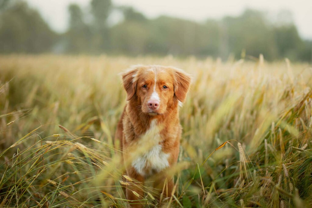 Why do we need to choose fake grass pads for dogs?