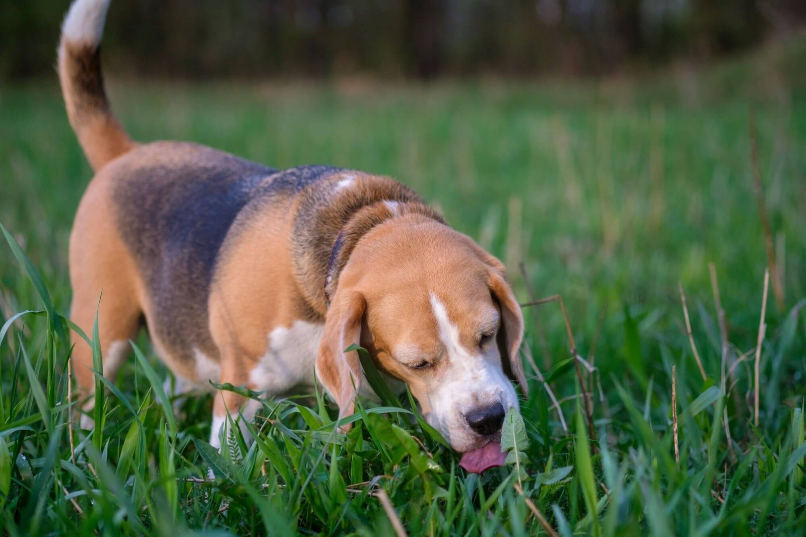 Why do we need to choose fake grass pads for dogs?