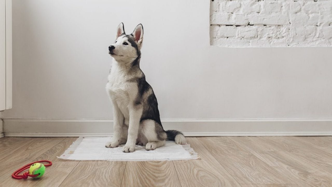 5 Benefits of Using Indoor Dog Potties