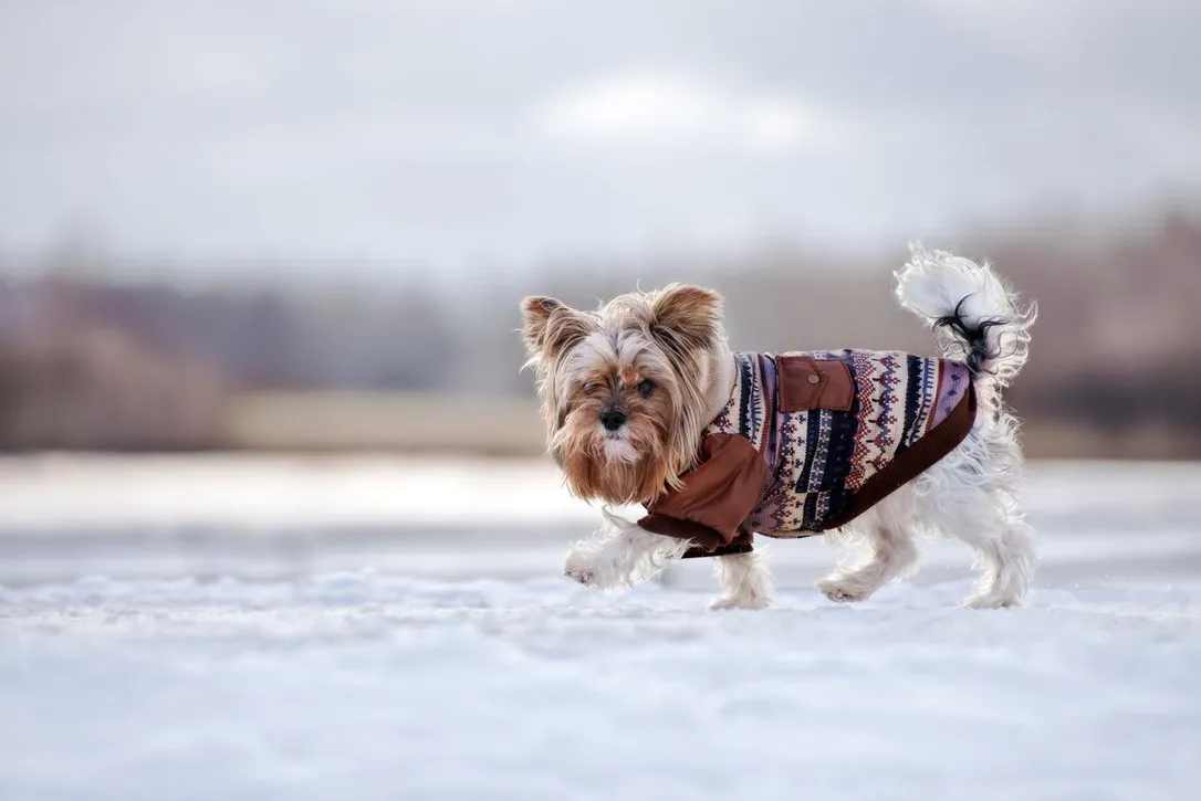 Using Pee Pads Outdoors During Winter