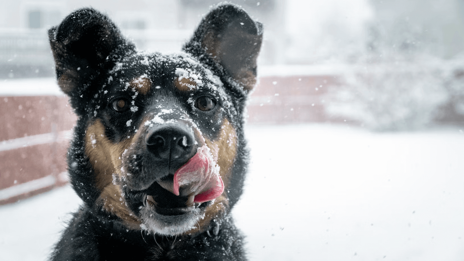 Using Pee Pads Outdoors During Winter