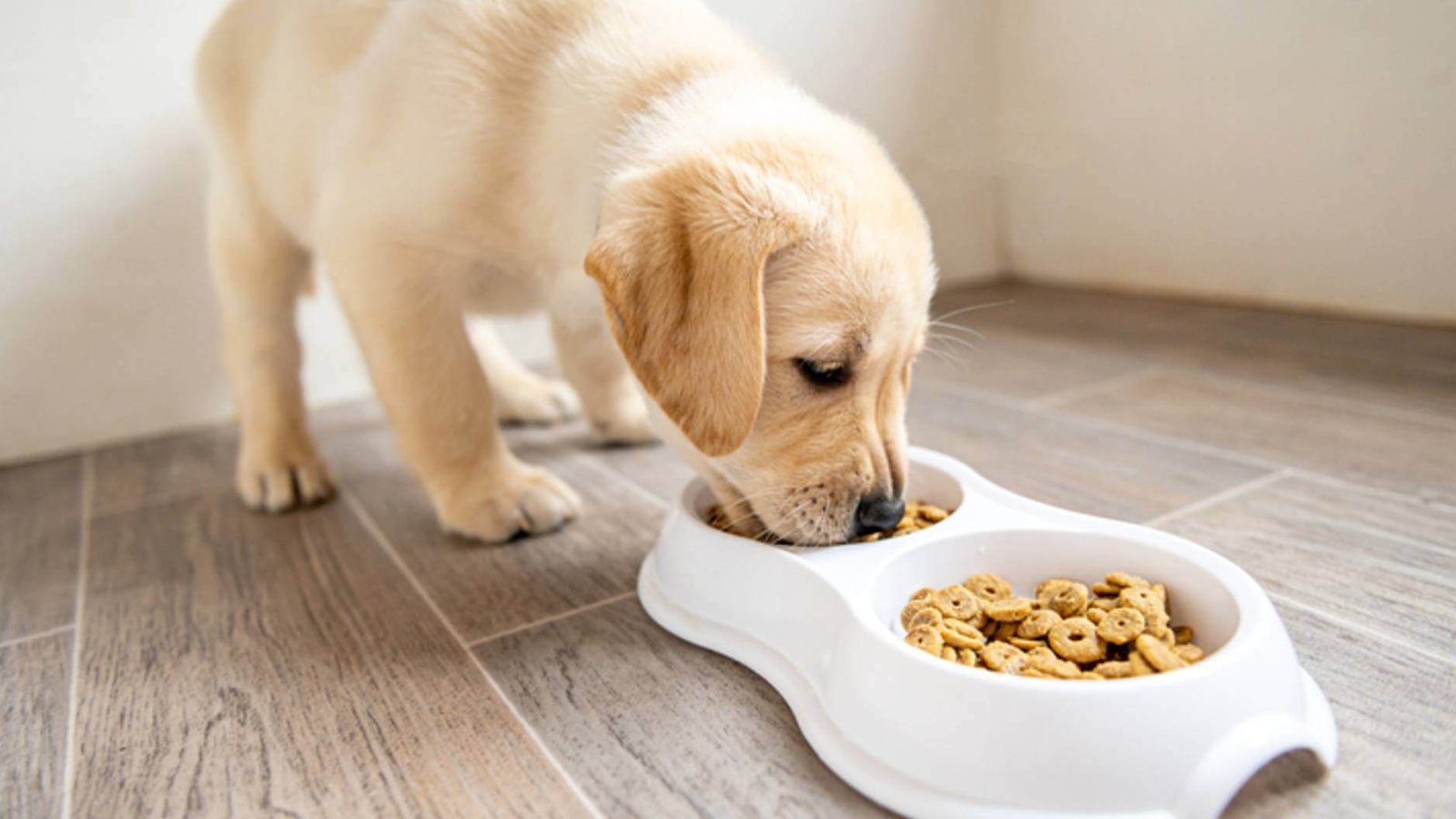 Differences Between Puppy, Adult, and Senior Dog Foods (and How They Affect Poop!)