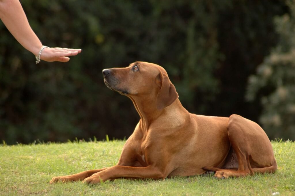 Finding the Perfect Trainer for Your Dog