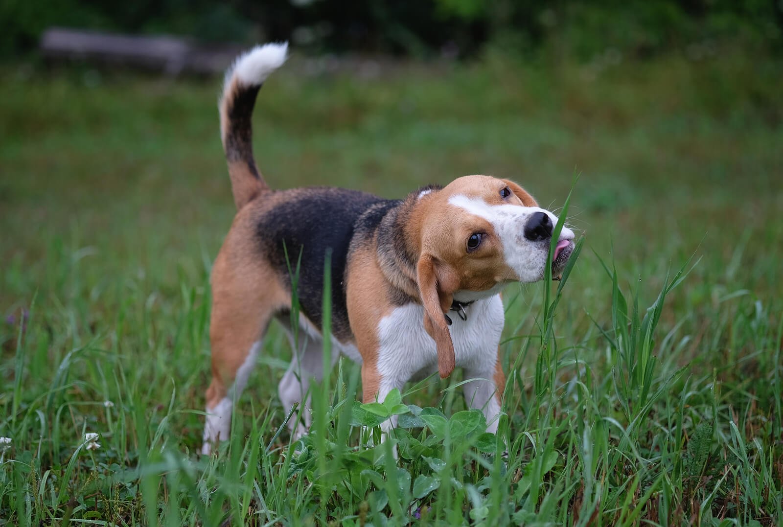 Why is the artificial grass made in China better