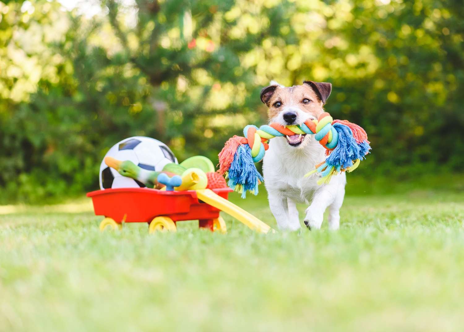 Why Are Interactive Toys Important for Dogs