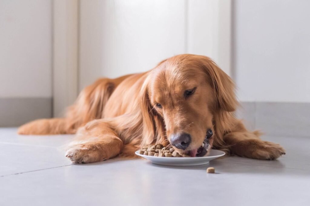 Differences Between Puppy, Adult, and Senior Dog Foods (and How They Affect Poop!)