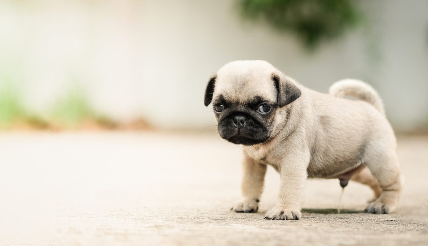 How to potty train a stubborn dog?