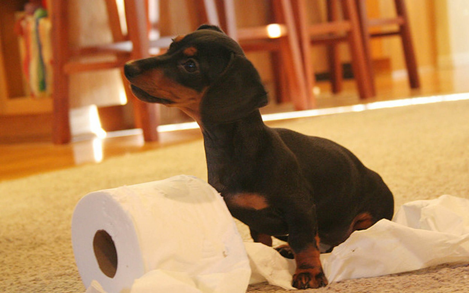 Potty Tips While Traveling With a Dog