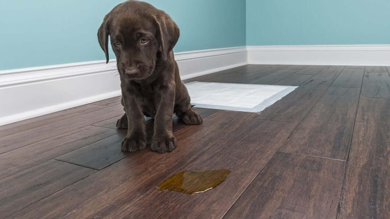 How Often Should Dogs Poop?