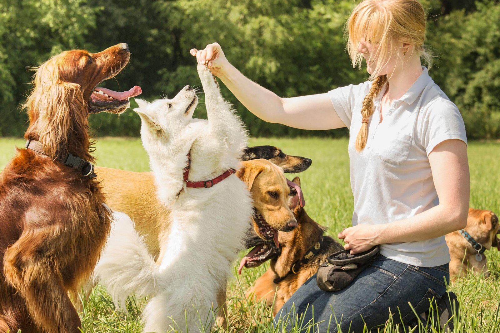 Finding the Perfect Trainer for Your Dog