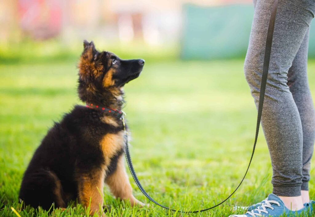 Finding the Perfect Trainer for Your Dog