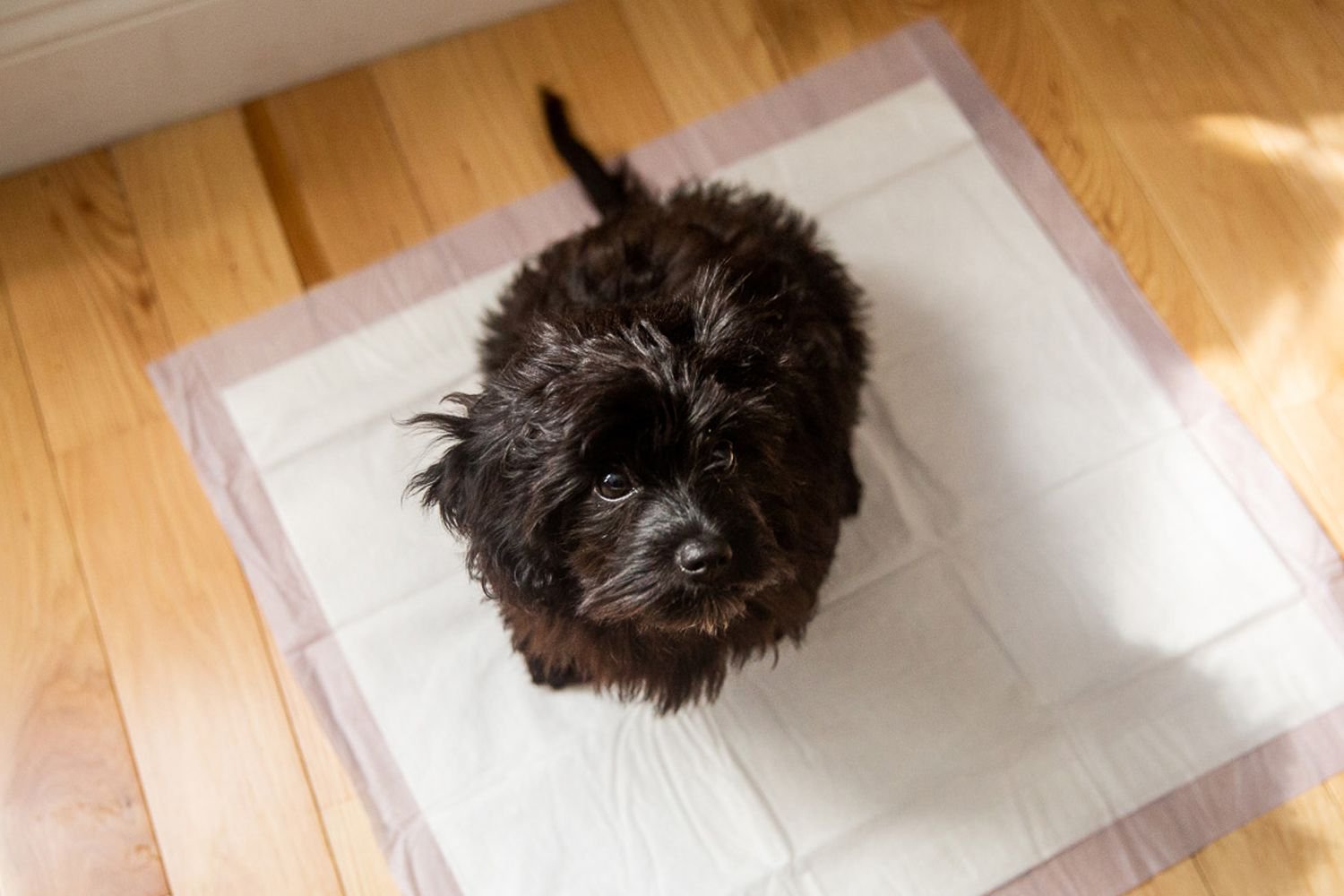 How to potty train a stubborn dog?