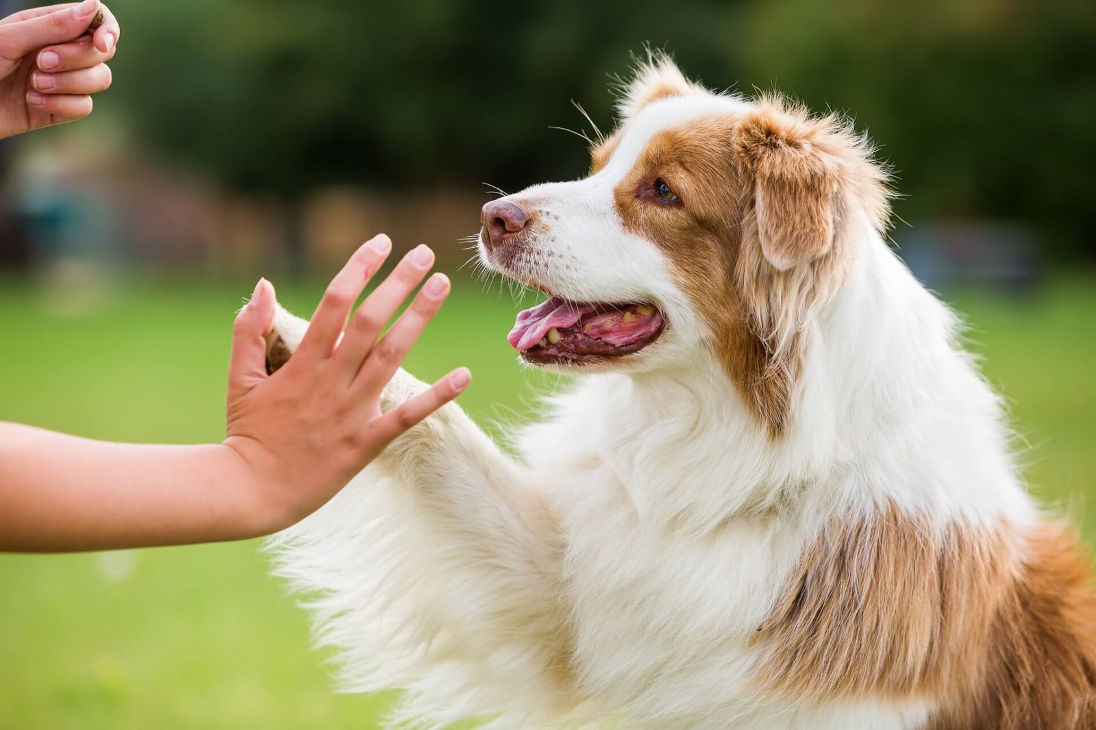 The 5 Senses and Their Role in Dog Training