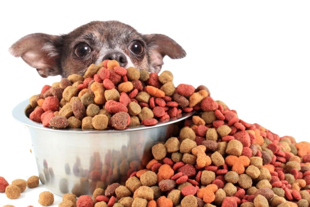 Differences Between Puppy, Adult, and Senior Dog Foods (and How They Affect Poop!)