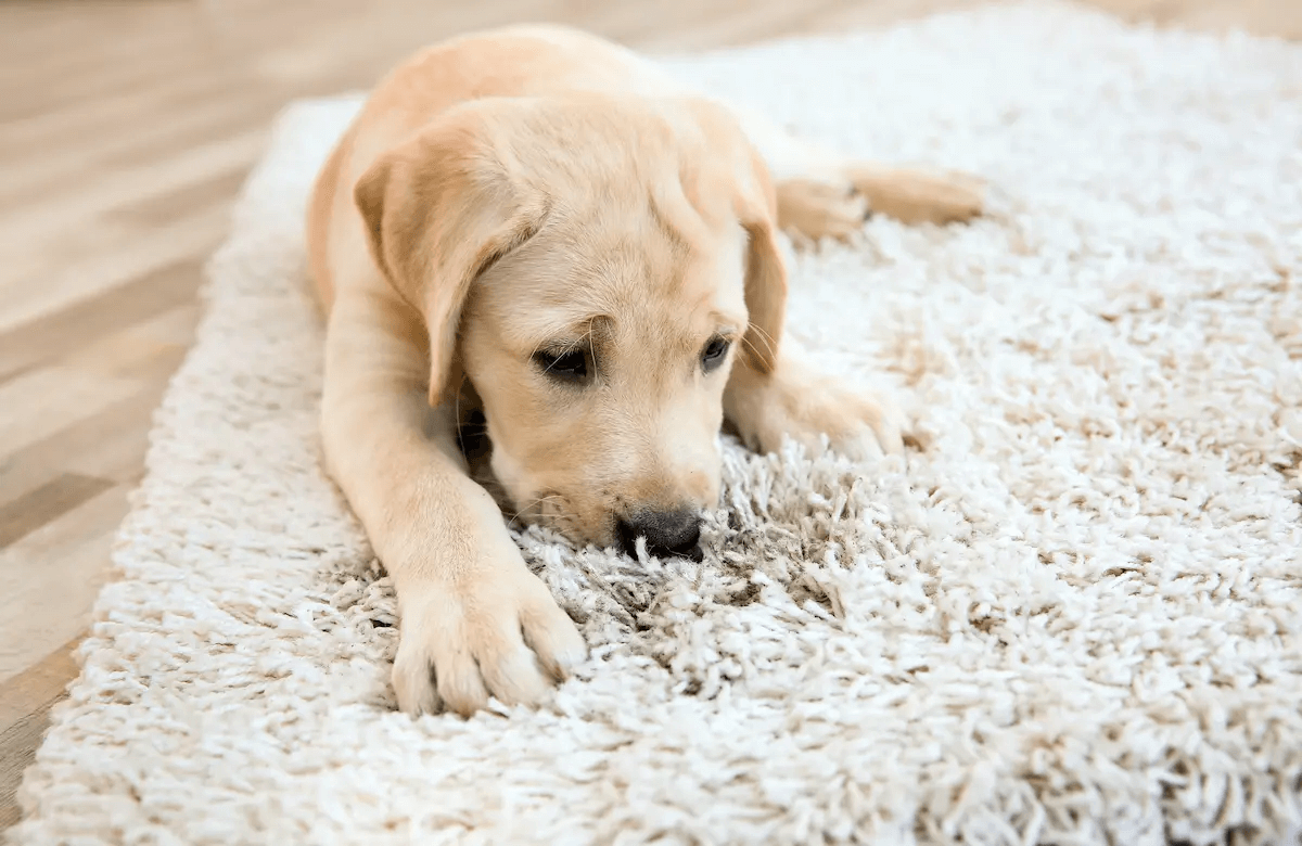 Smelling Trouble Problematic Dog Odors