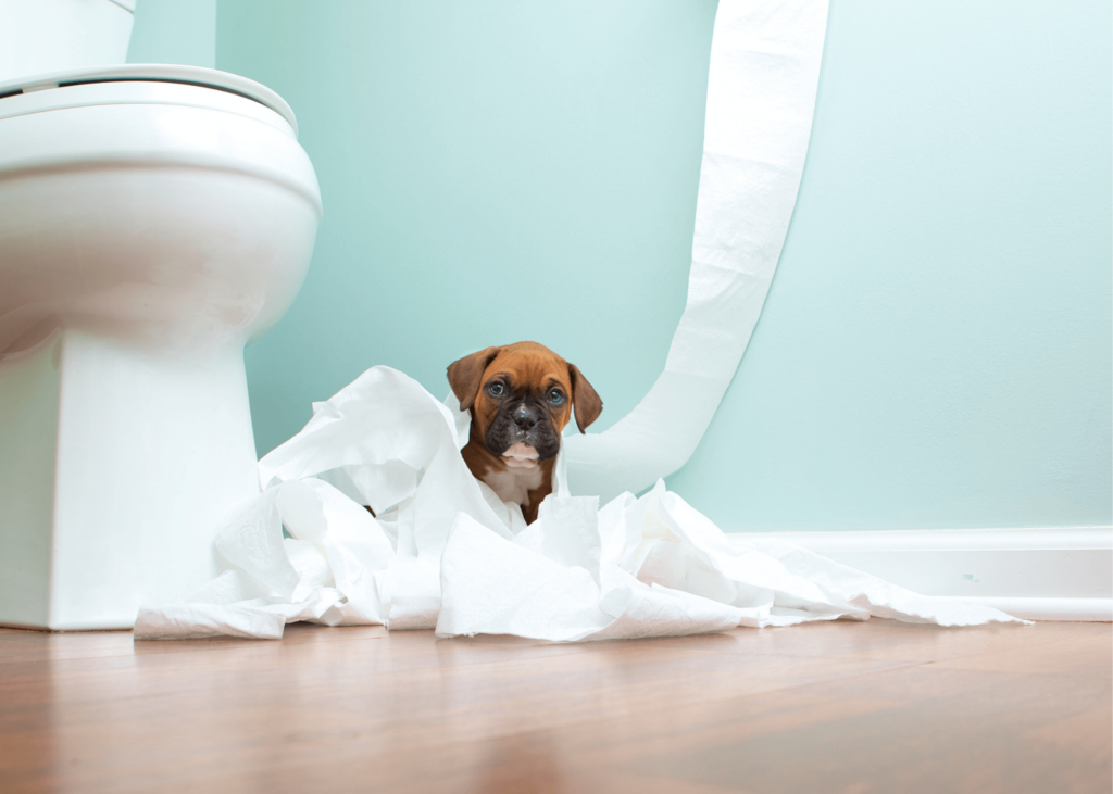 Potty Training Tips for Disabled Dogs