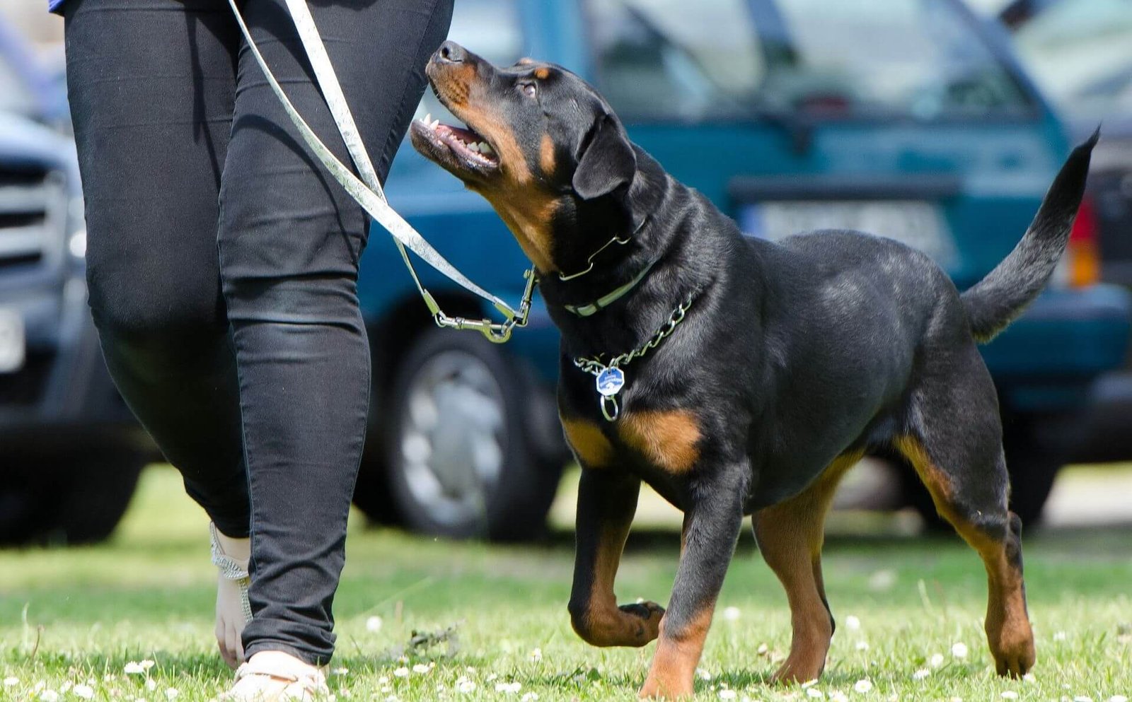 The Importance of Leash Training