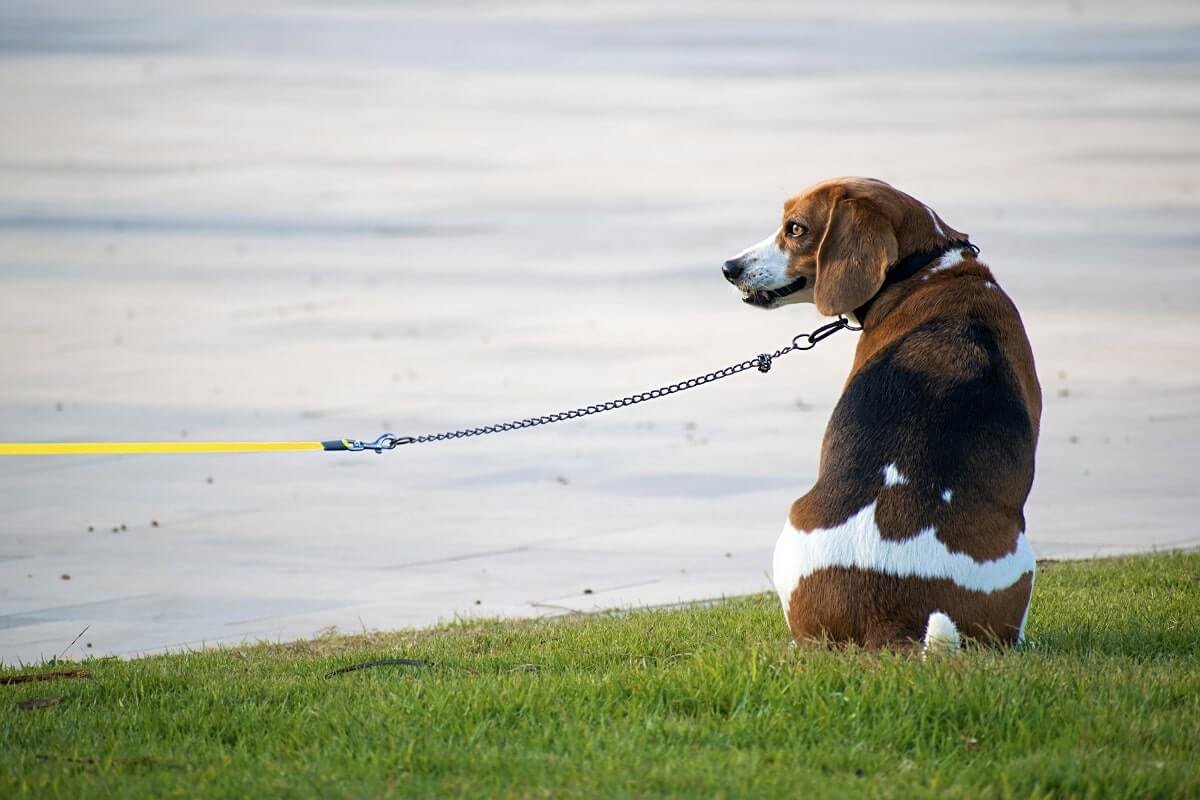 The Importance of Leash Training