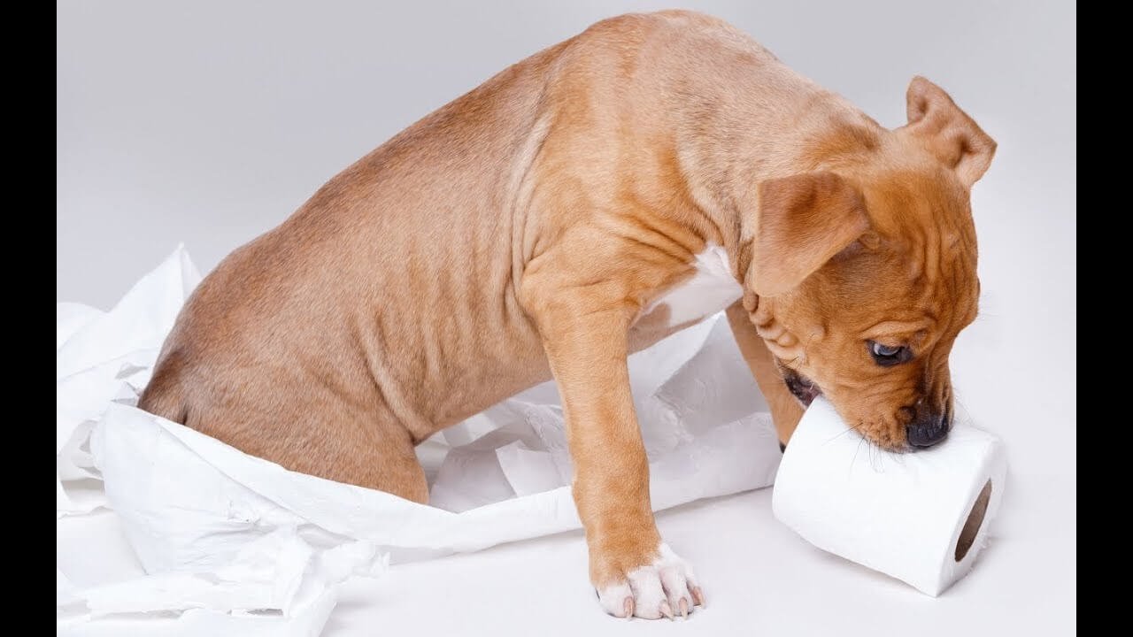 Potty Tips for Dogs with Arthritis