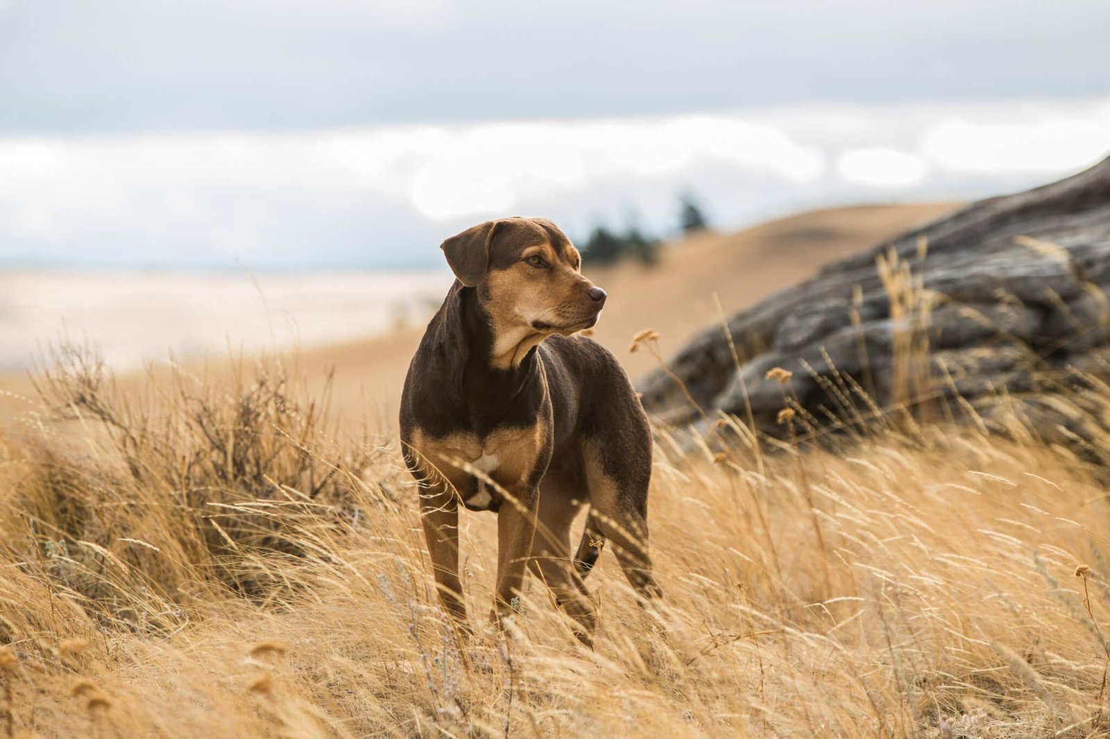 Can Dogs Always Find Their Way Home?