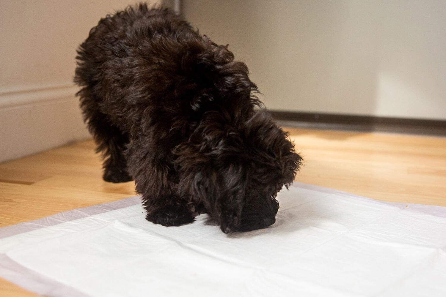 5 Interesting Facts About Potty Training Your Dog