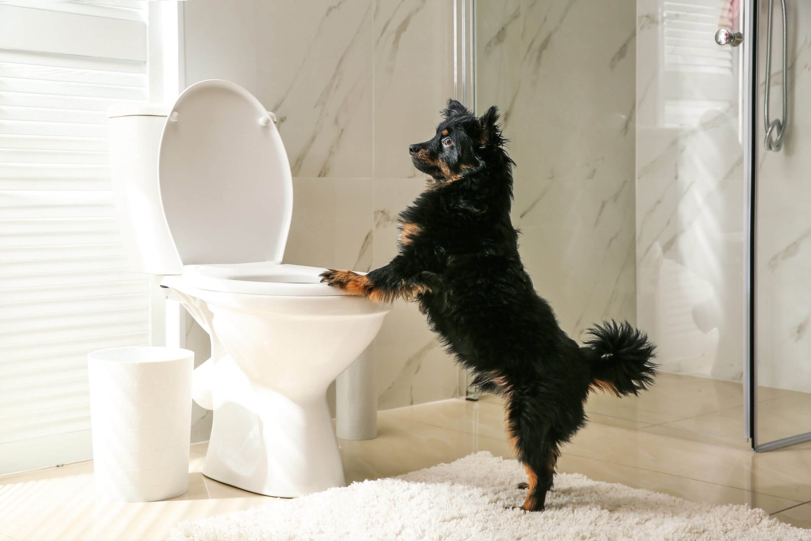 5 Interesting Facts About Potty Training Your Dog