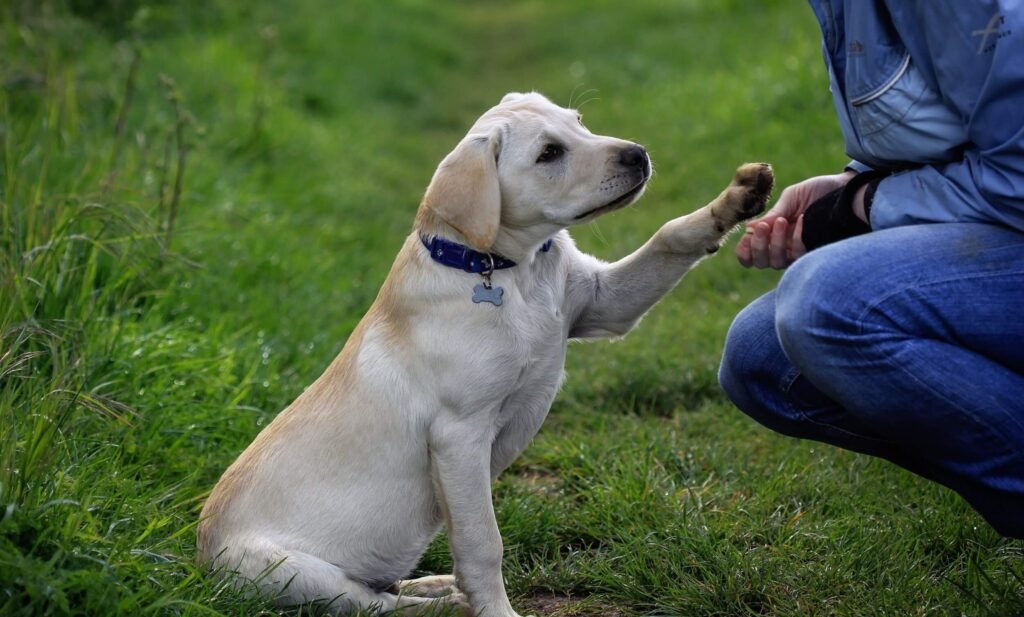 5 Interesting Facts About Potty Training Your Dog