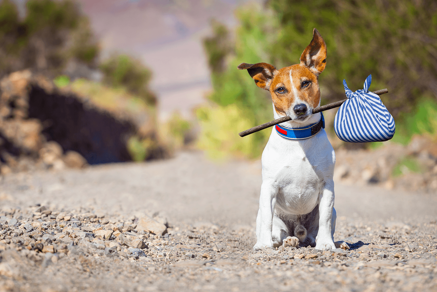 Can Dogs Always Find Their Way Home?