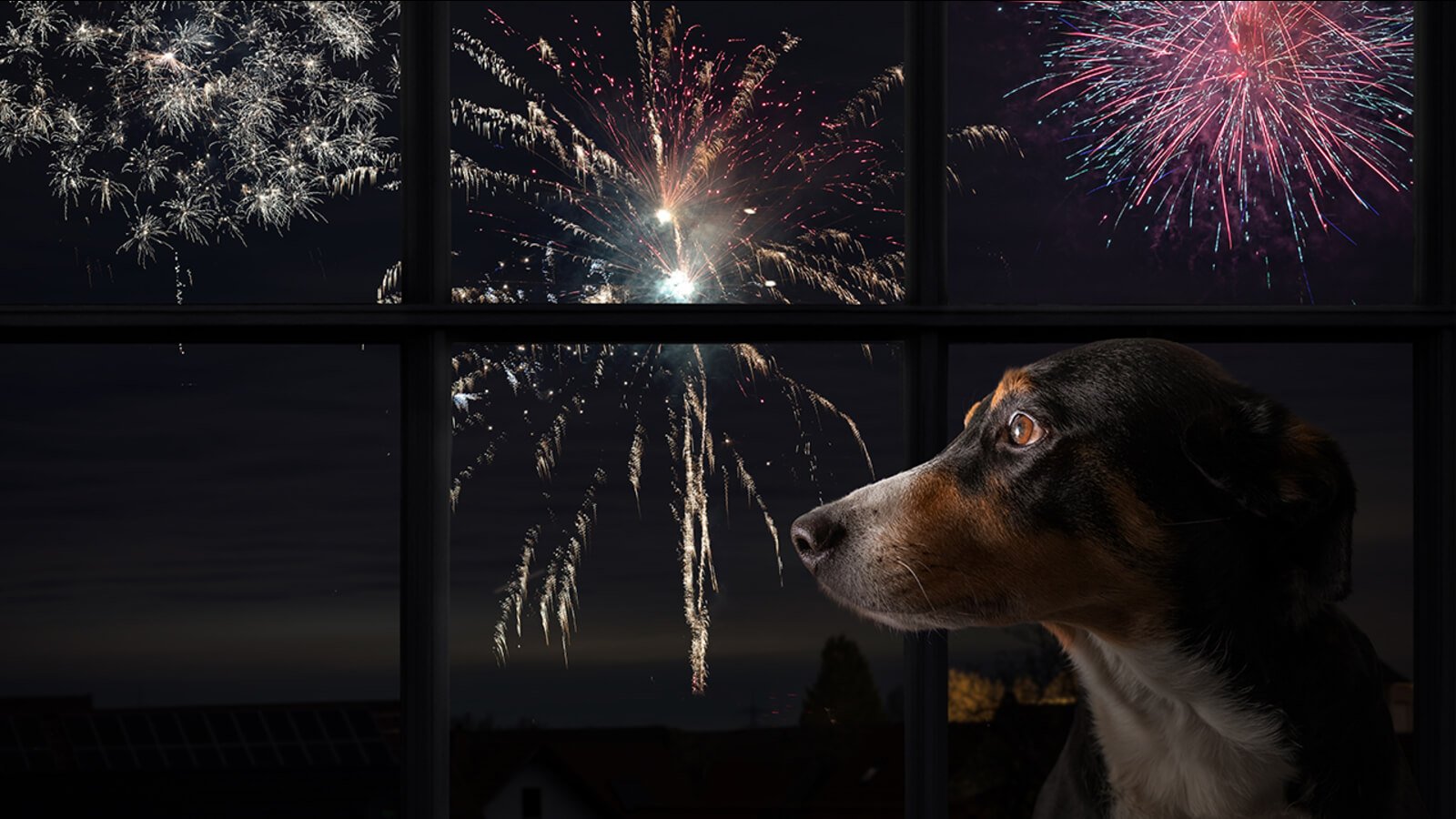 Why Do Dogs Hate Fireworks?