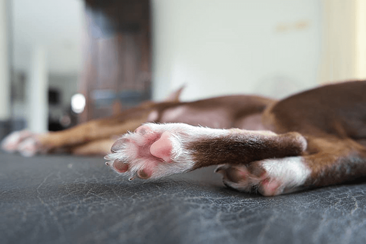 What To Do If Your Dog Cuts Their Pad And How To Prevent It From Happening