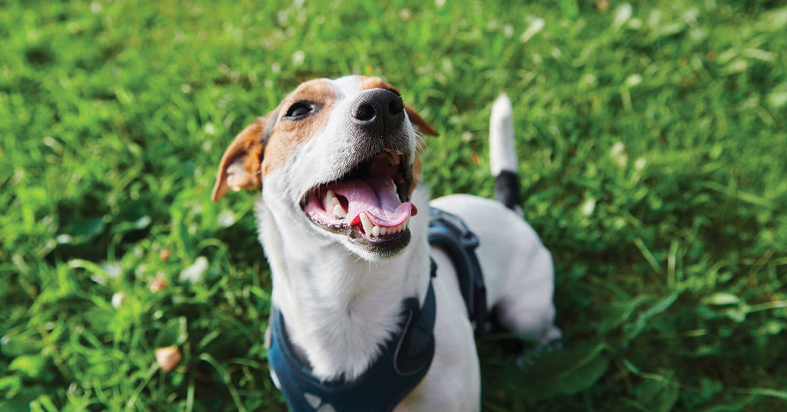 Common Puppy Potty Training Mistakes