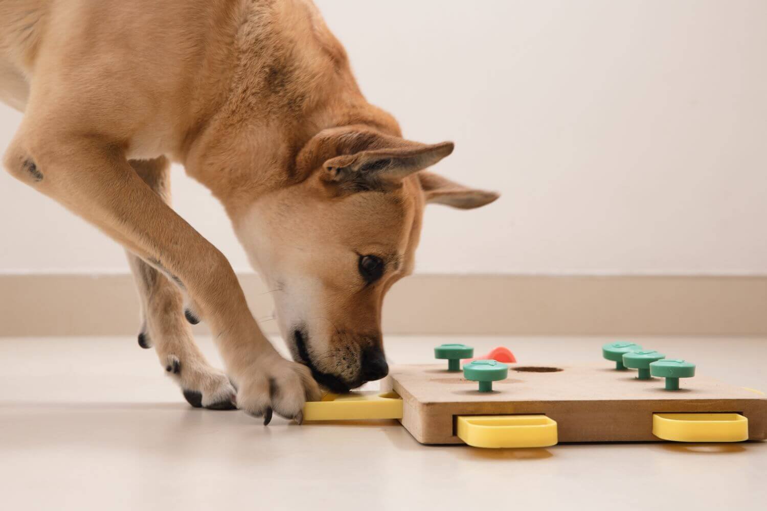 Interactive Puzzle Game Dog Toys