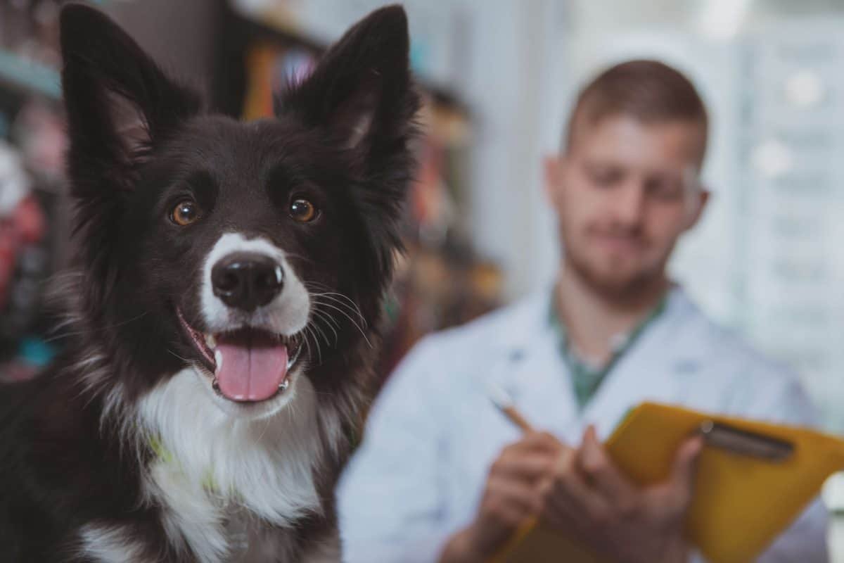 Taking the Scary Out of Vet Visits