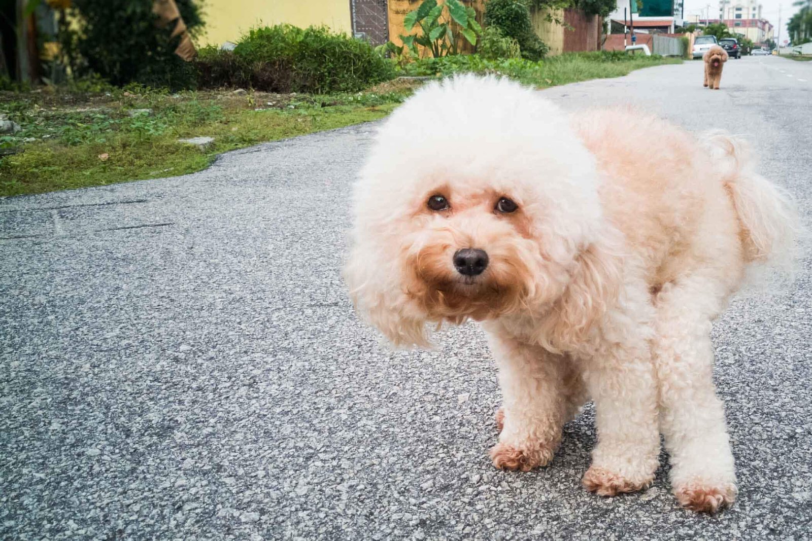 Why do pets shit on the pavement instead of the grass?