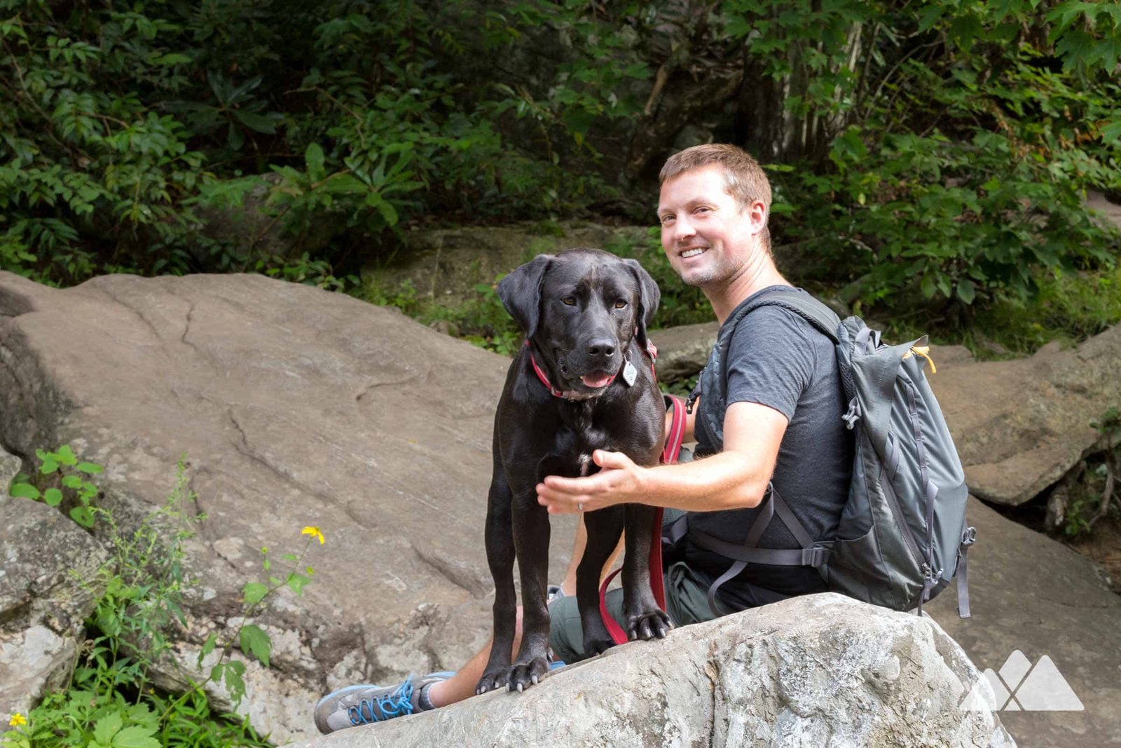 The Perks of Hiking for Dogs