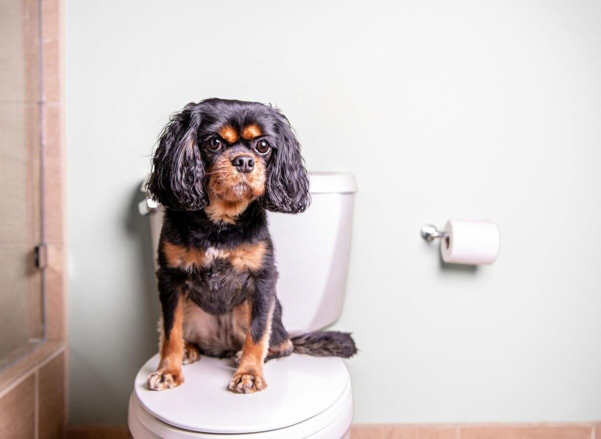 Can dogs who use pee pads use litter boxes without training