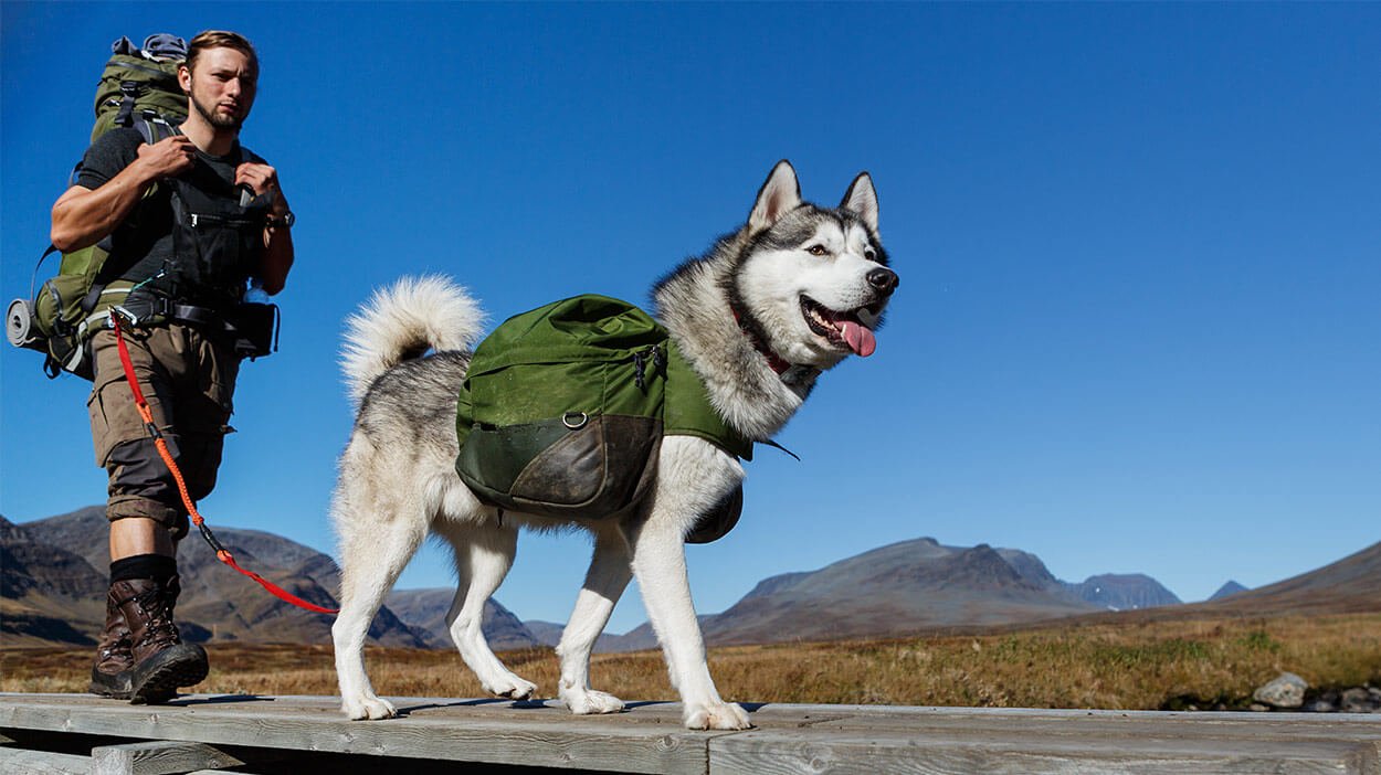 The Perks of Hiking for Dogs