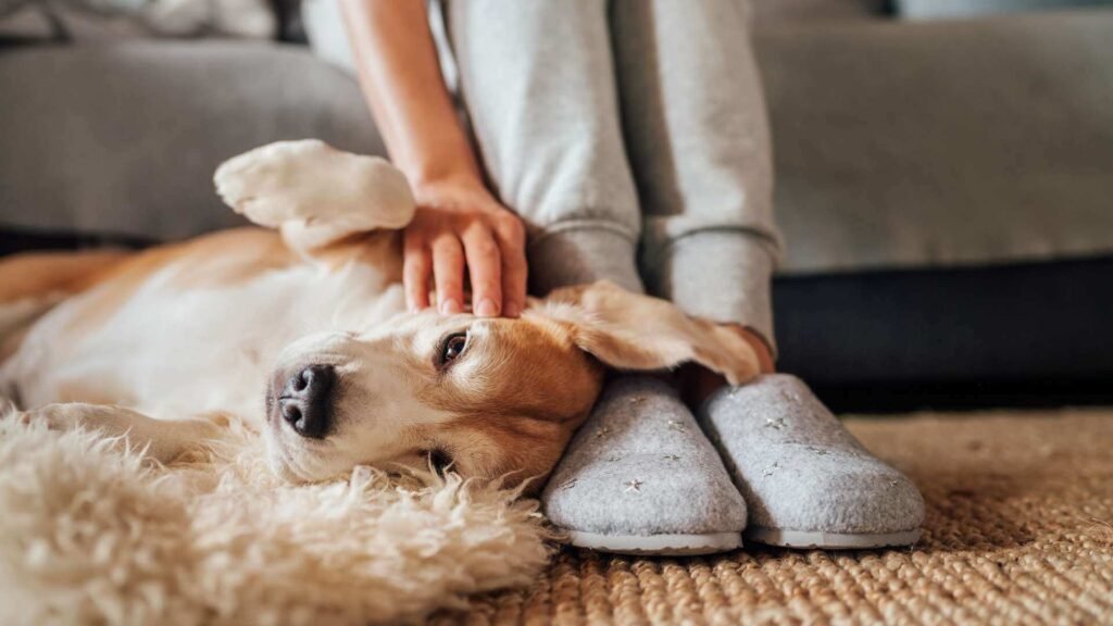 5 practical ways to improve your pet’s health